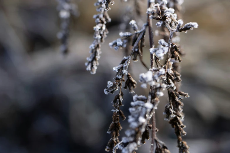 a bunch of small snow covered leaves on some plants