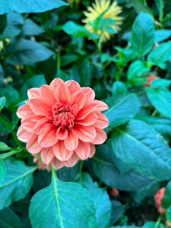a flower growing next to a bunch of leaves