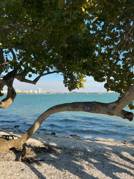 a beach view with trees leaning up against the water