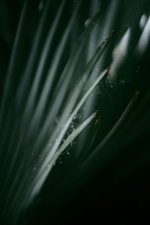 leaves covered in rain are shown here