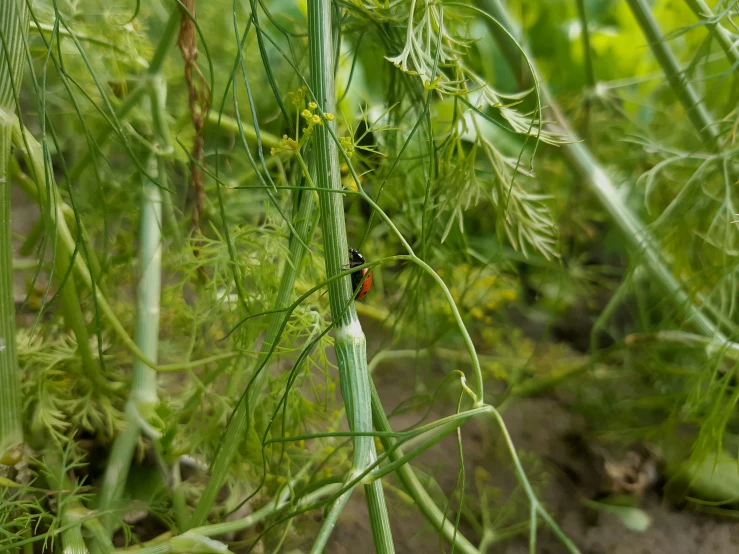 a close up of some plants with grass in the background