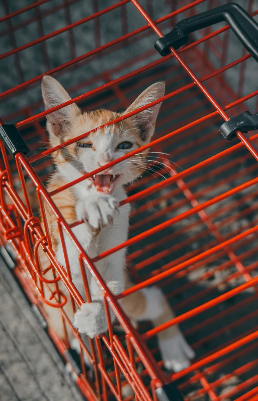 cat sitting inside an orange metal cage in the middle of the floor