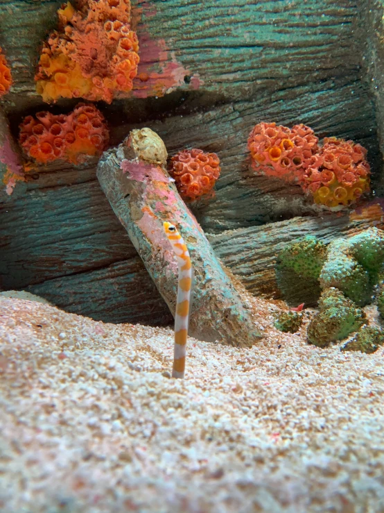 an ocean aquarium containing a sponge and seaweed