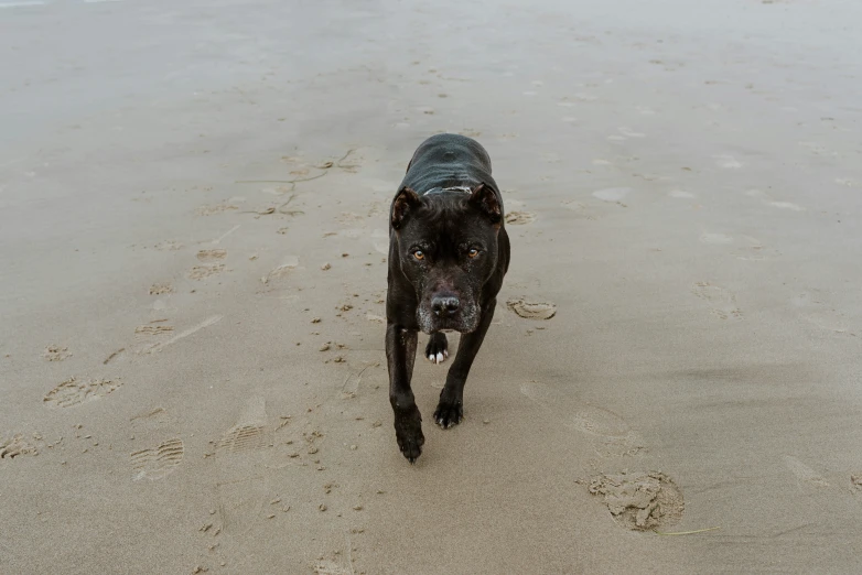 a close up of a black dog on a beach