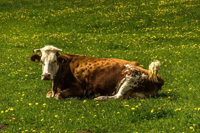 a large cow with horns laying in the grass