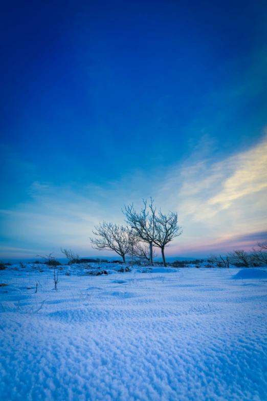 a lonely tree sitting in the middle of a snowy field