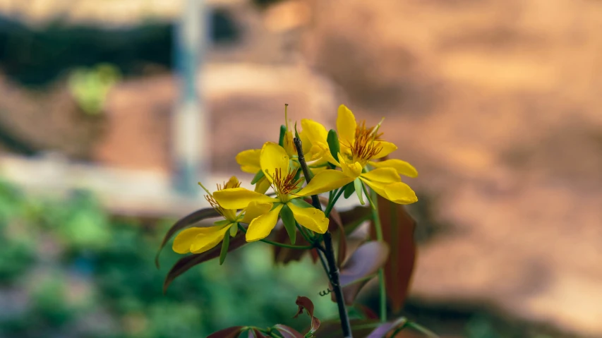 some yellow flowers that are growing out of the dirt