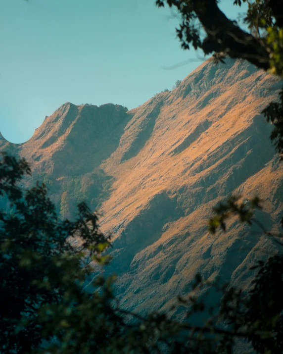 a tree with mountains in the background and some sunlight