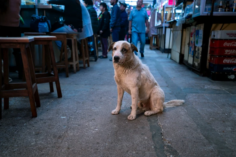 a dog sitting in a street looking at someone