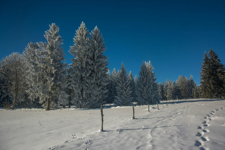 a small pine is on top of the snowy hill