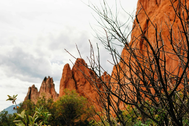 a tree with no leaves is shown in front of large rocks