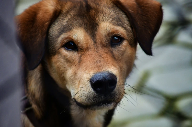 a close up of a dog's face with an ear and nose looking straight ahead