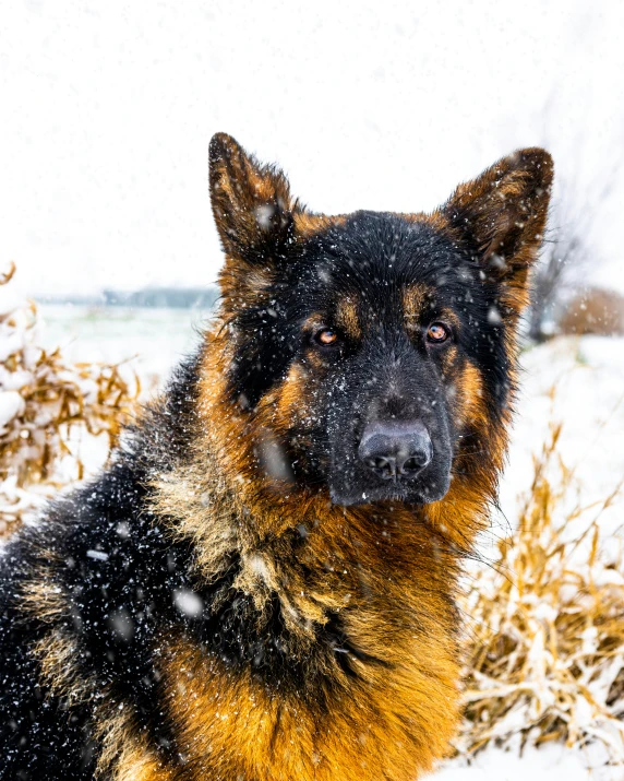 dog staring off camera with snow falling on the ground