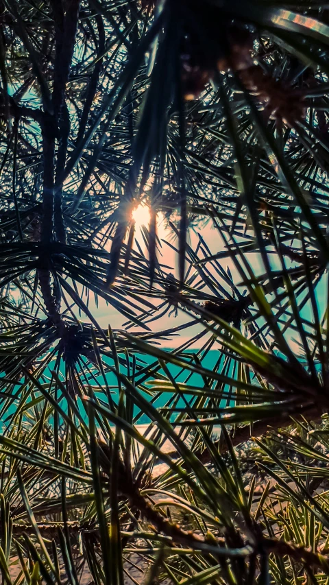 the view of the ocean from between pine needles