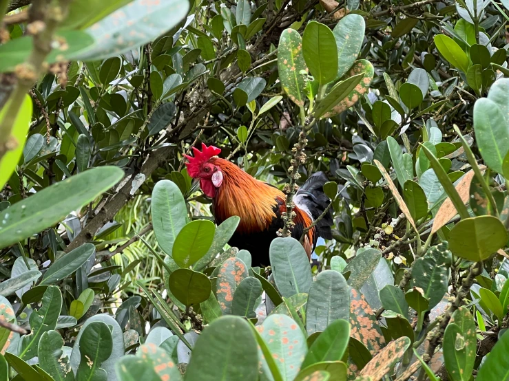 a rooster that is sitting in some leaves
