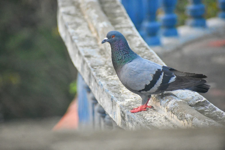 this is a pigeon that is perched on a railing