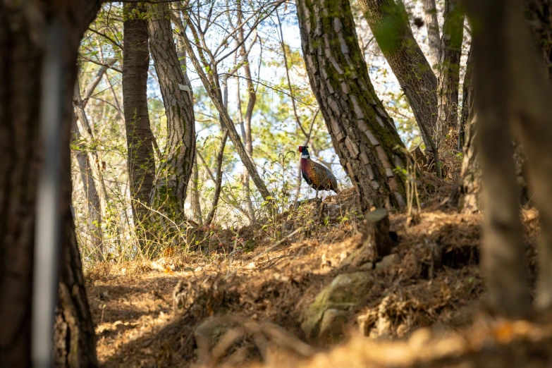 a bird sitting in the woods near some trees