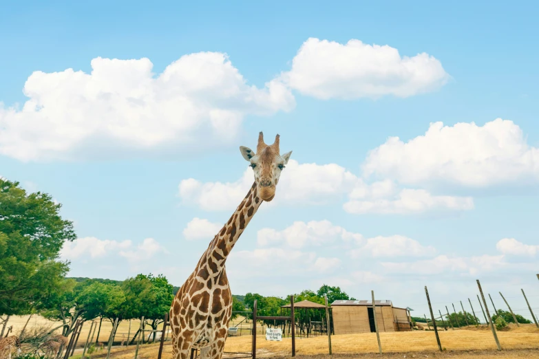 a giraffe is standing by the wooden fence