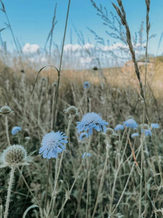 the flowers are blue and green in the field