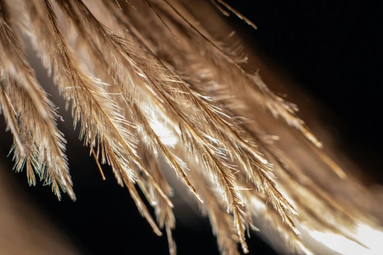 long stalks of wheat against a black background