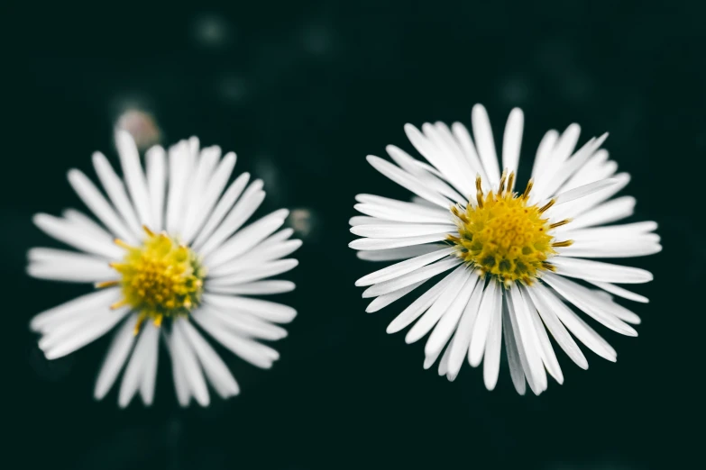 the white flowers have yellow petals in them