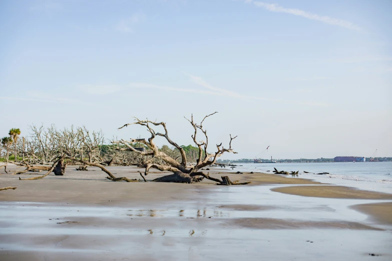 a fallen tree is standing in the sand next to the ocean