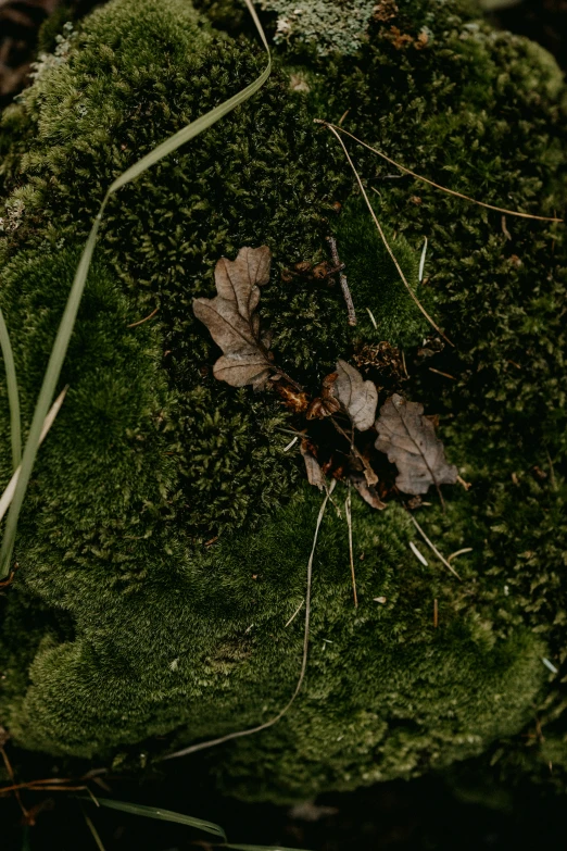 an area covered with moss and dry leaves