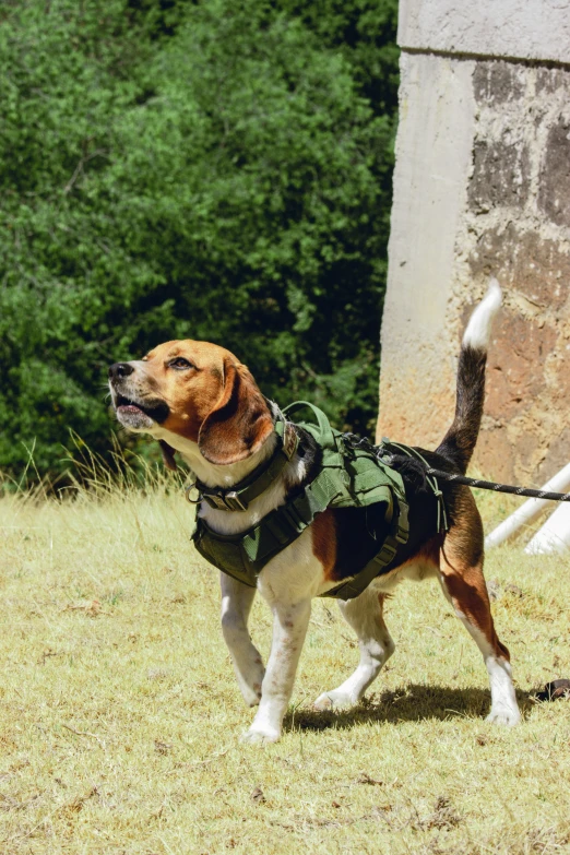 the dog is standing on the grass outside with its harness on