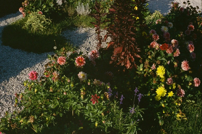 a gravel road between several flowers and rocks