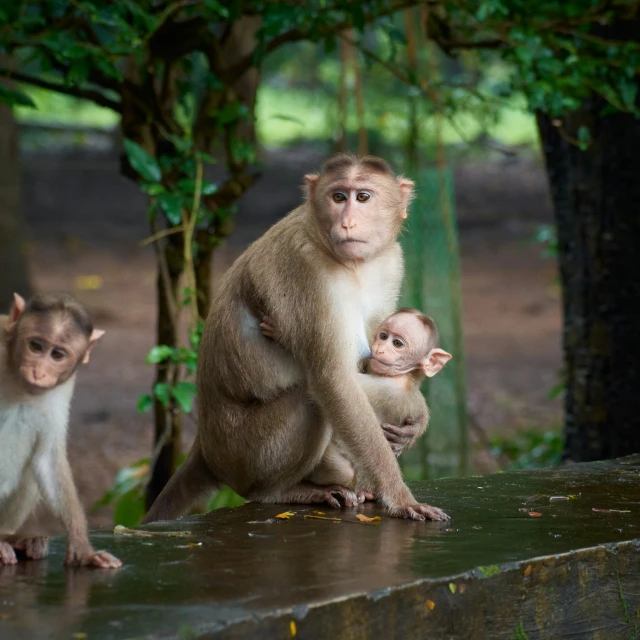 three little monkeys sit on a concrete ledge