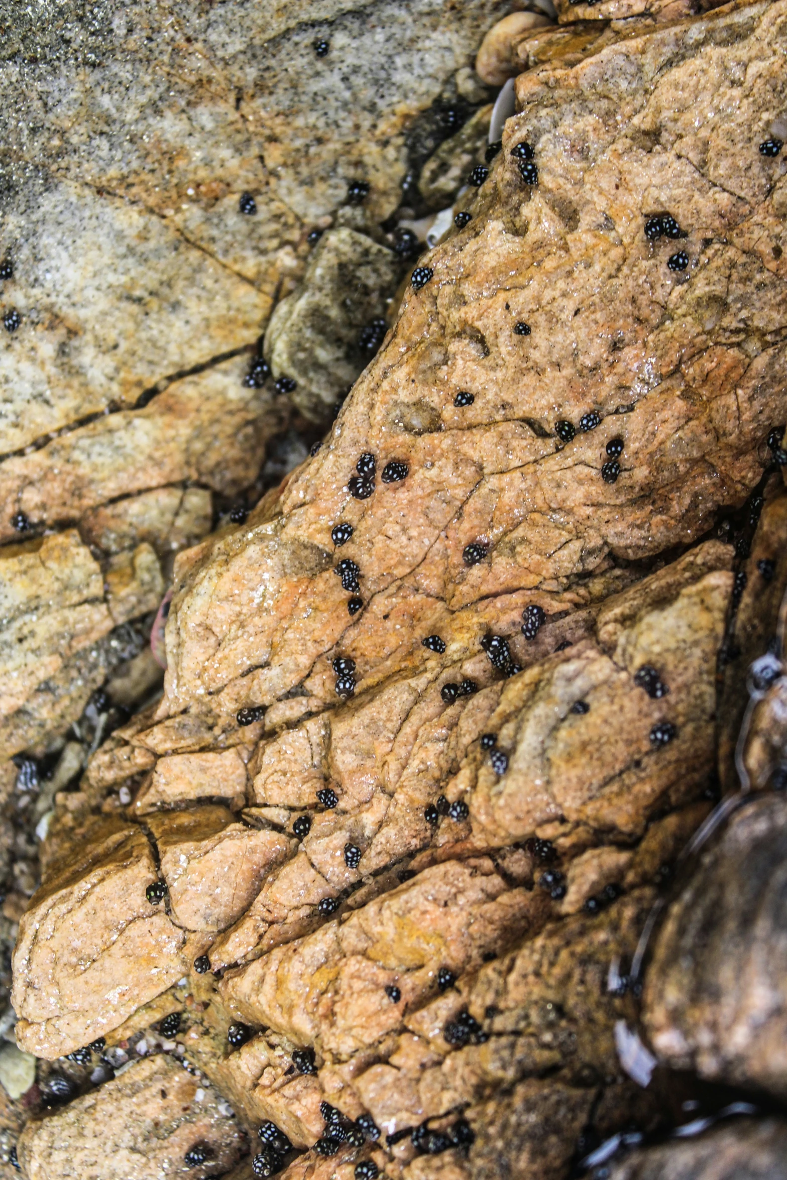 ants crawling on a rock next to a cliff