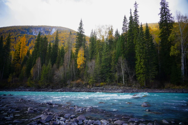 trees and some rocks by the water