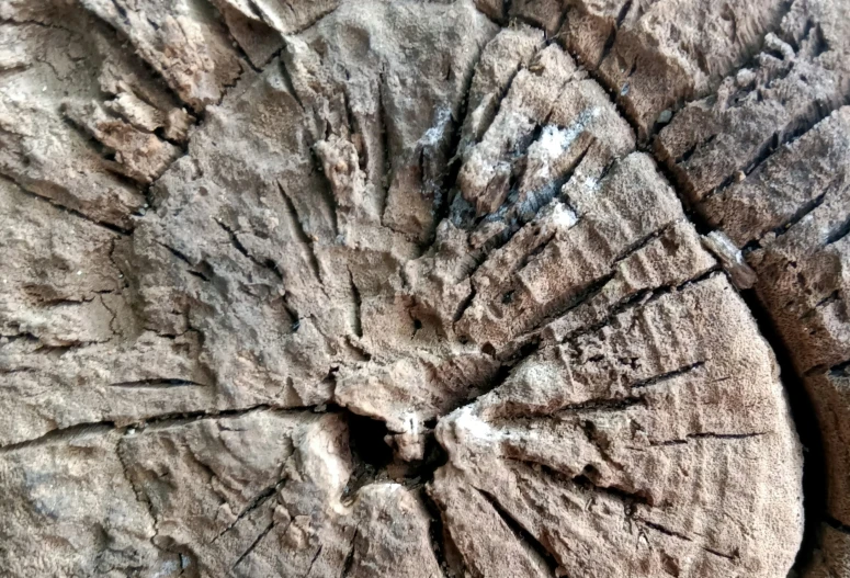 a close up view of the bark of a tree