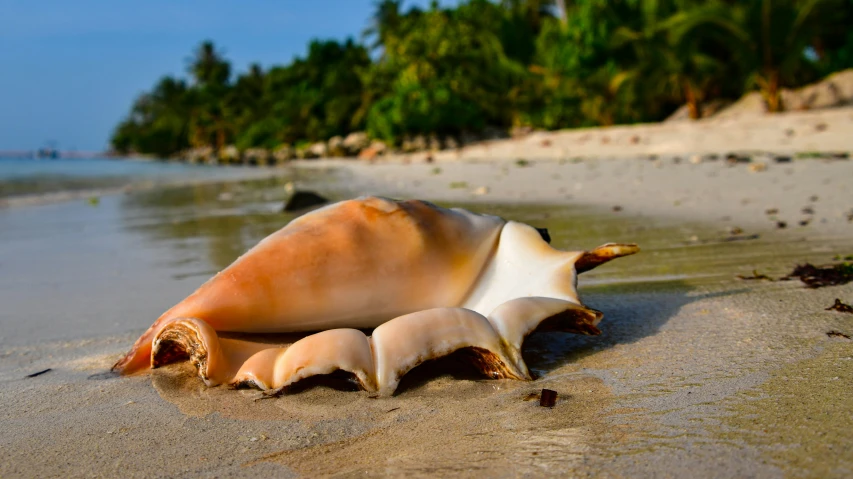 the shells are lying on the beach sand