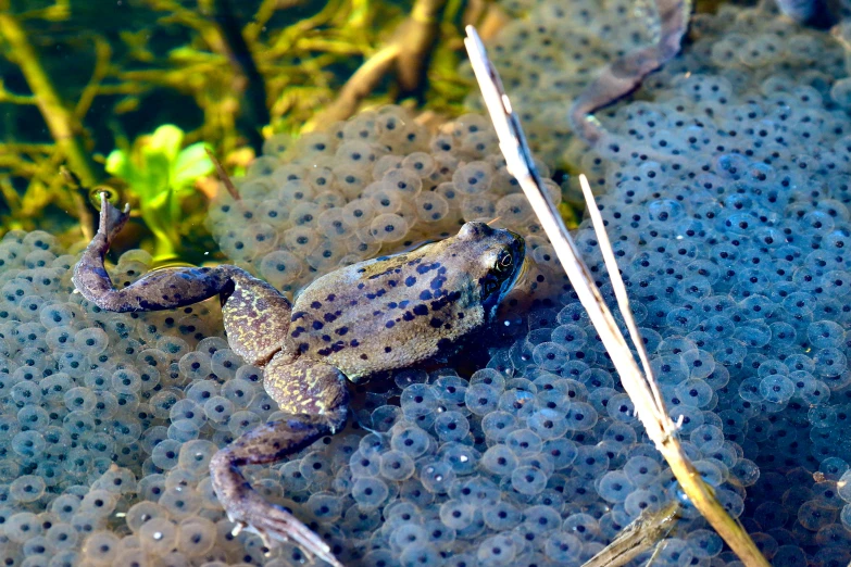 a frog sits on an underbrush with moss