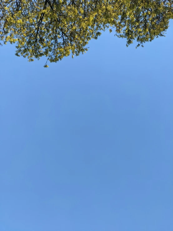 a bird flying high above a tree in a blue sky