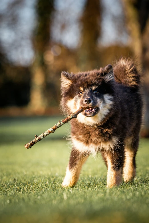 a dog carries a stick in its mouth