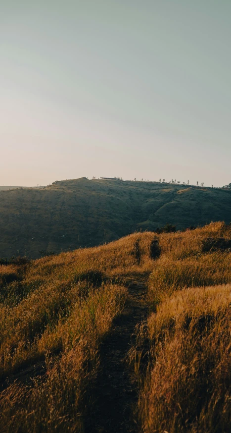 a bench on top of a hill next to a forest