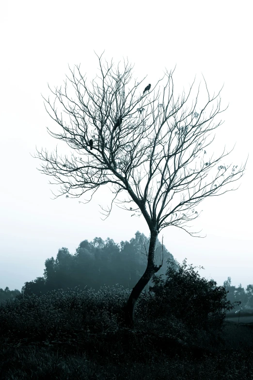 a silhouette tree is standing in the fog with small birds