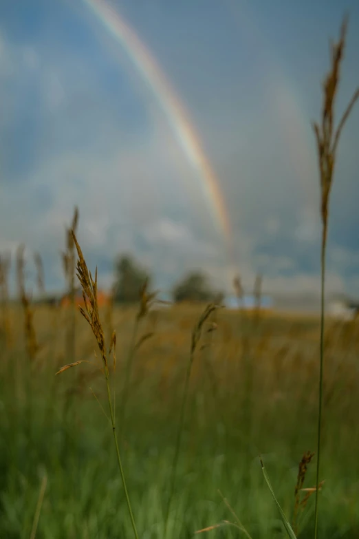 a rainbow in the distance with grass in front of it