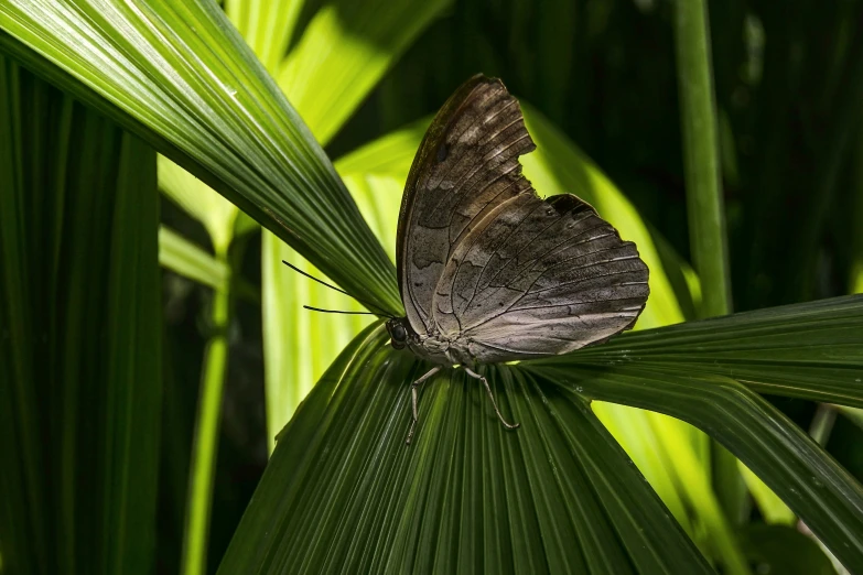 a brown and gray erfly standing on top of a green plant