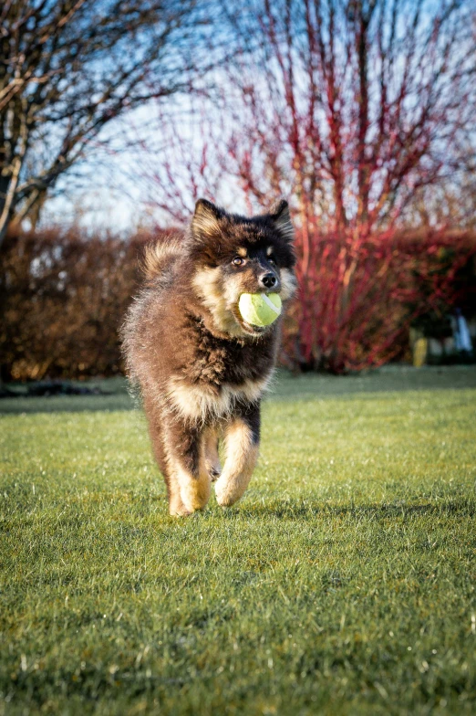 a large brown and black dog running in grass with a ball