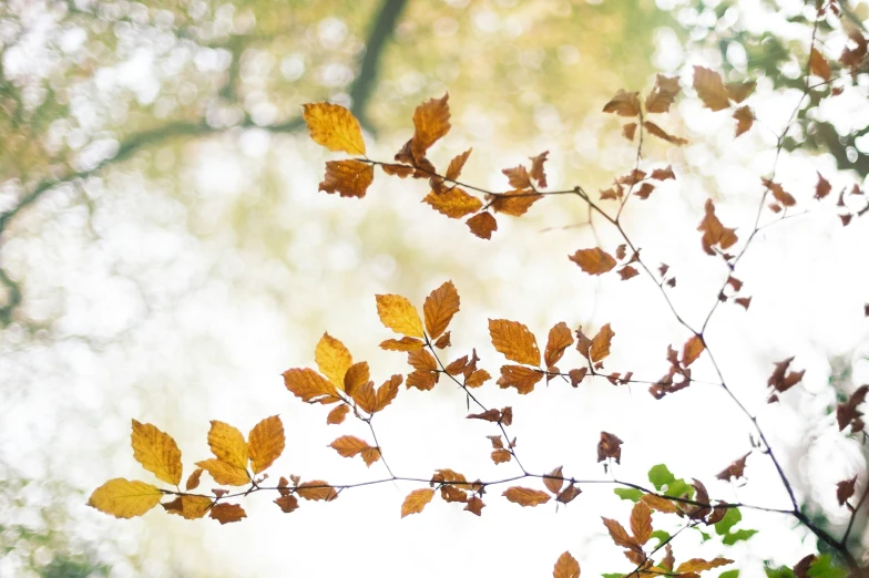 tree leaves and their yellow autumn color