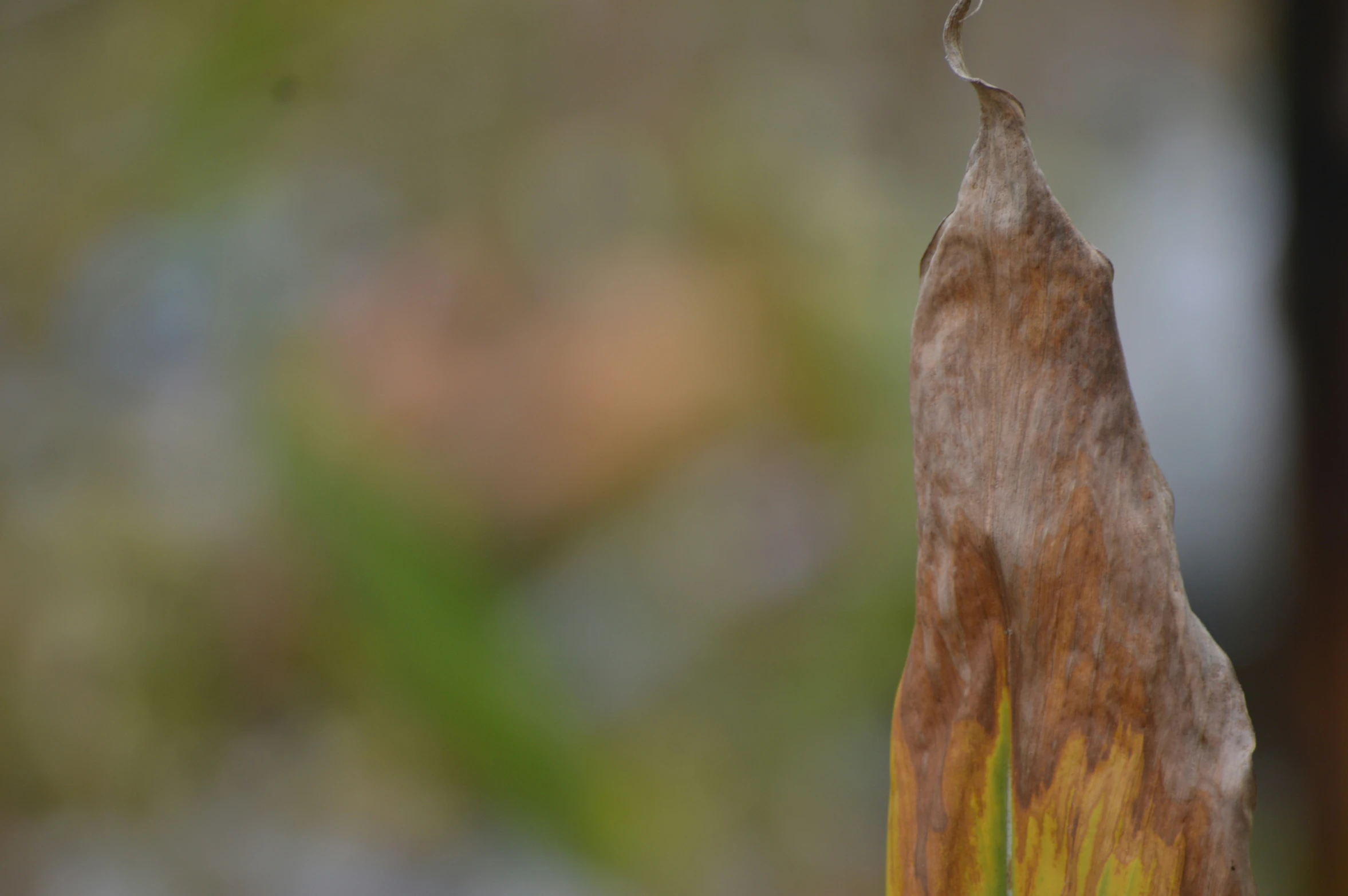 a leaf with a small bird perched on it