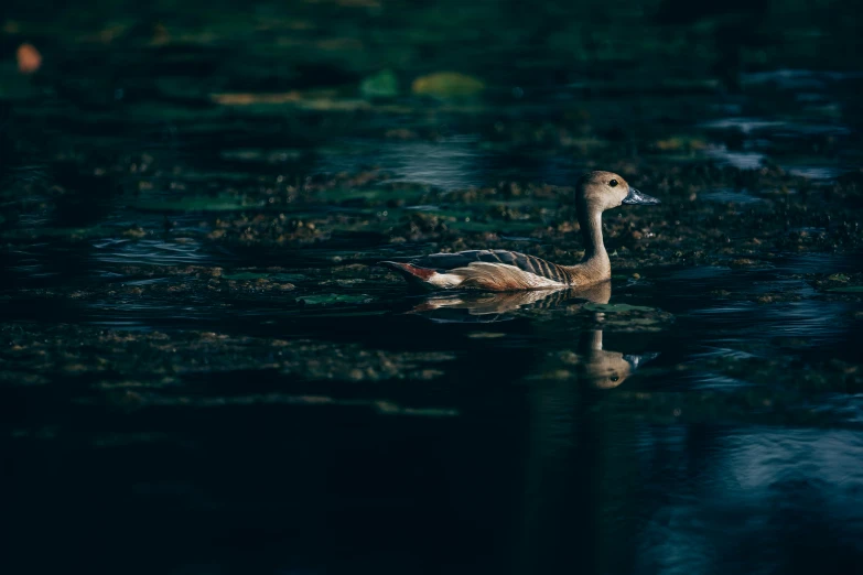 a duck in a pond with leaves growing on the ground