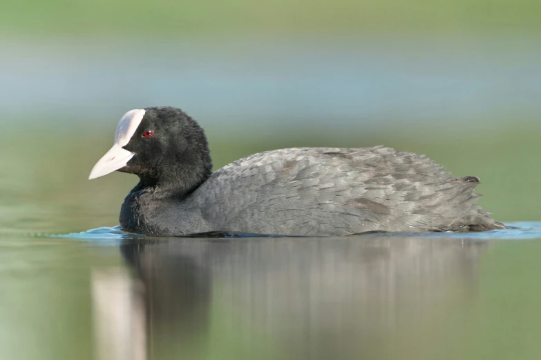 a dark colored bird is swimming on the water