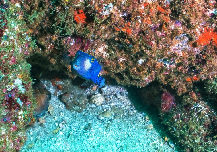 an overhead view of coral reef with a blue and black fish in it