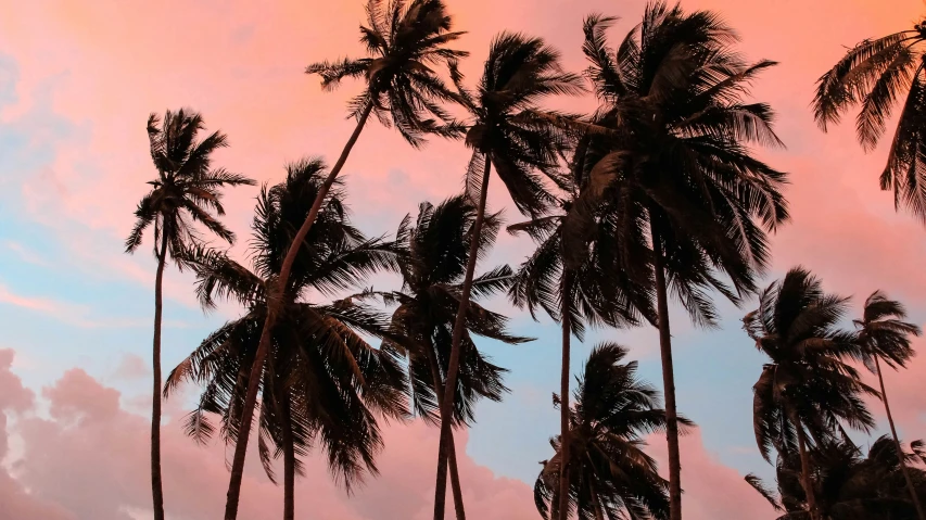 palm trees are silhouetted against the sky at dusk