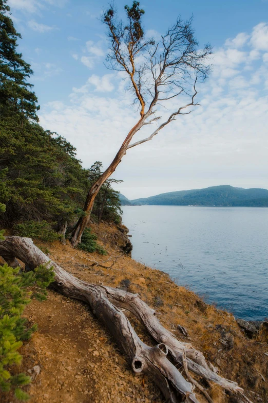 a fallen tree on the side of a body of water