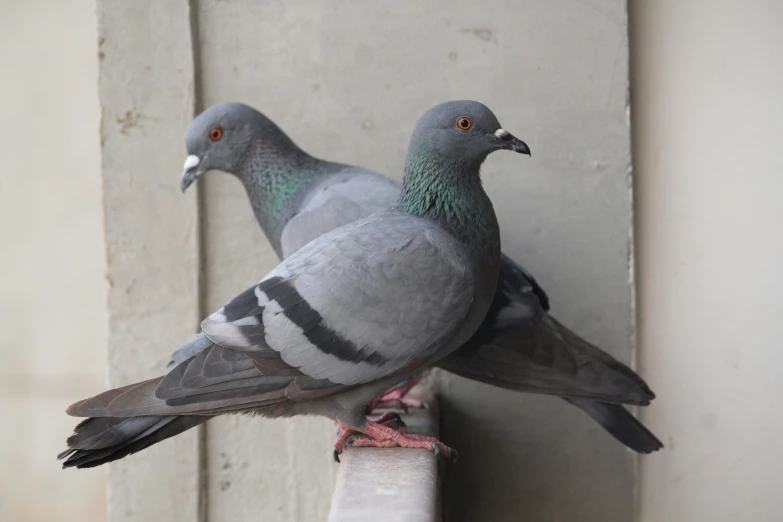 two pigeons standing on a post together with one another